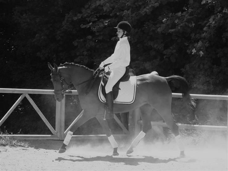 Arabisk fuldblod (OX) A/G'S FIRST FLAME OX 3884 - Brøløkke stævne d. 7 juni 2008 billede 11