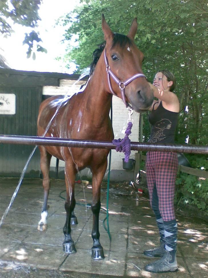 Arabisk fuldblod (OX) A/G'S FIRST FLAME OX 3884 - tøsen er i bad :)  billede 12