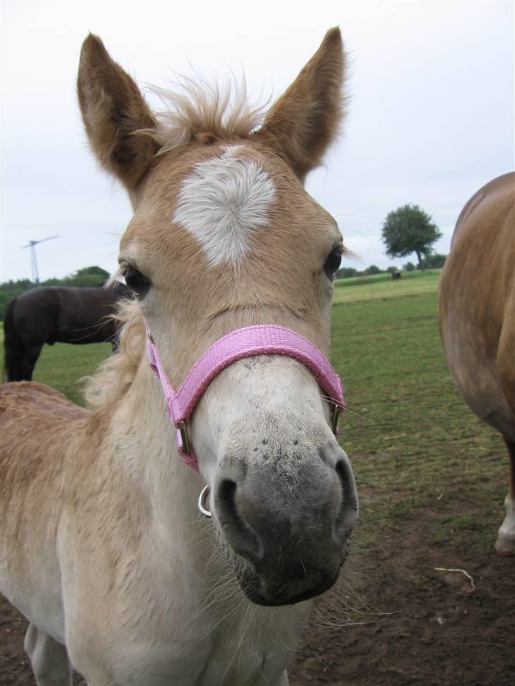 Haflinger Vidtskue Olivia *SOLGT* - Velkommen til Olivias profil. Smid en bedømmelse og en kommentar så er du sød :D billede 1