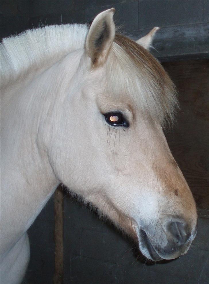 Fjordhest Tøsen billede 13