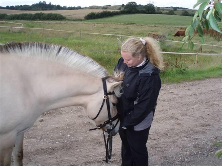 Fjordhest Tøsen billede 14