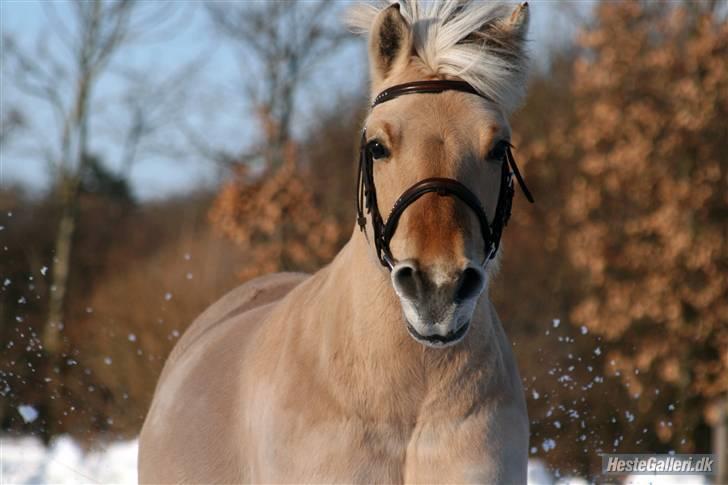Fjordhest Tøsen - Fotograf Røsle Dyre billede 15