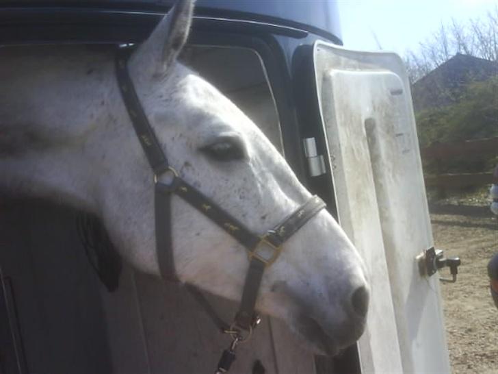 Holstener Niquita (Skimle<'3) - Jeg kan altså rigtig godt lide at være til stævne :) Se der.. ! Der sker altid noget =) billede 13