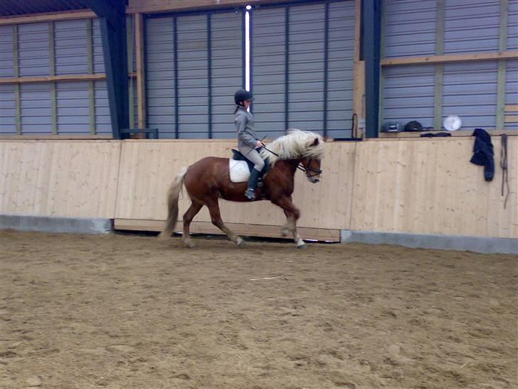 Haflinger Froukje van de Oosterweg - Træning 22/3/2008 billede 2
