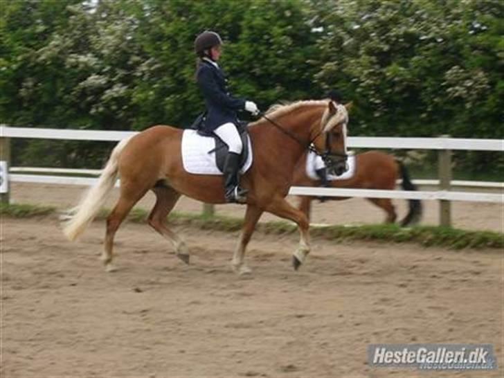 Haflinger Froukje van de Oosterweg - Revsø 26/5/2007 - LB1 billede 1