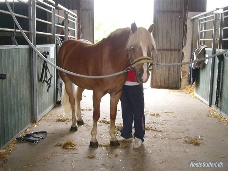 Haflinger Froukje van de Oosterweg - Revsø 26/5/2007 - Froukje er ved at blive flettet. billede 3