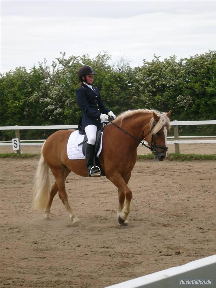 Haflinger Froukje van de Oosterweg - Revsø 26/5/2007 - LB1 billede 4