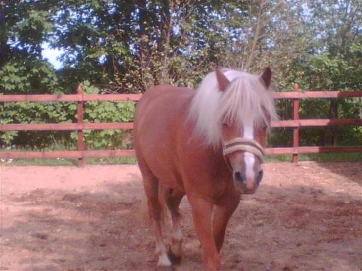 Haflinger Froukje van de Oosterweg - 20/5/2007 billede 5