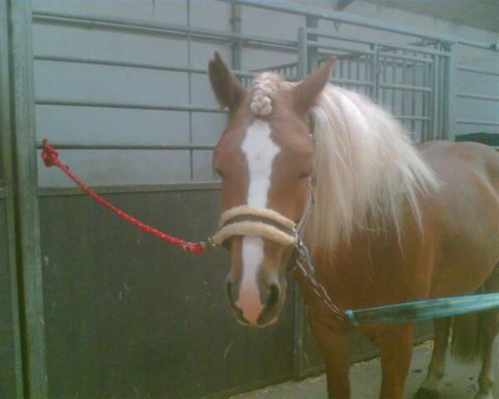 Haflinger Froukje van de Oosterweg - Maj 2007 billede 6