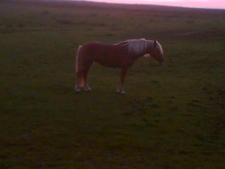 Haflinger Froukje van de Oosterweg - En sommeraften 2006 billede 7