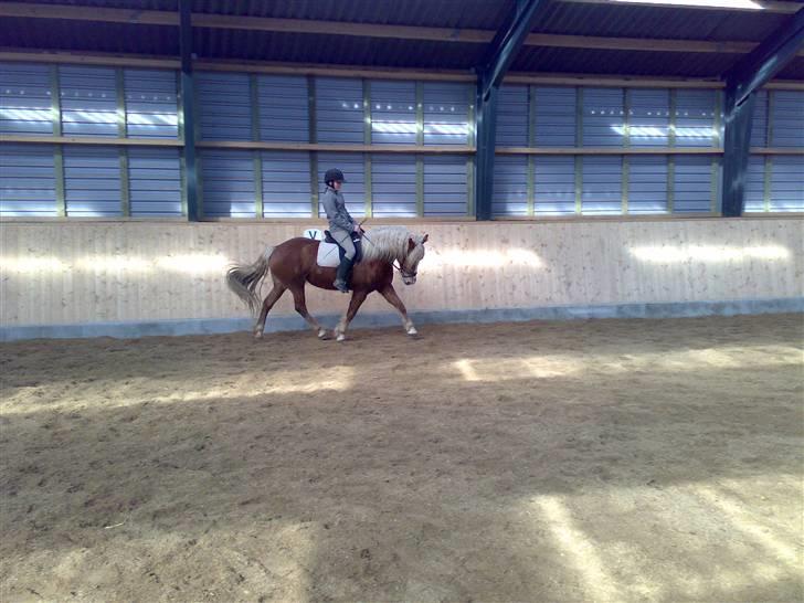 Haflinger Froukje van de Oosterweg - Lidt versade 22/3/2008 billede 8