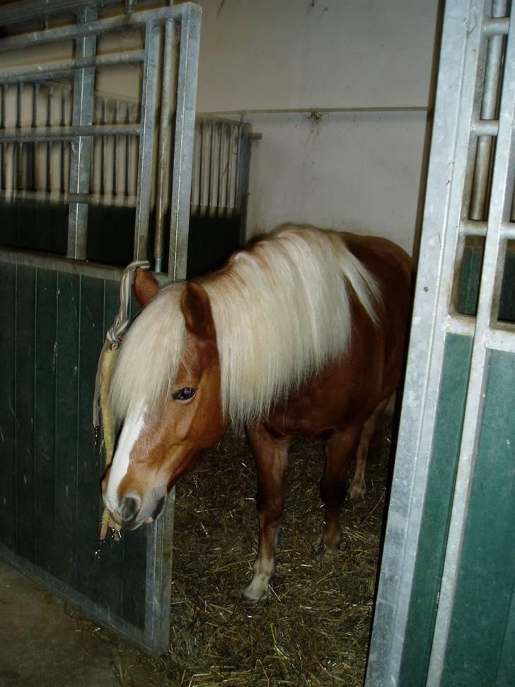 Haflinger Froukje van de Oosterweg - Revsø 18/11/2006 billede 9