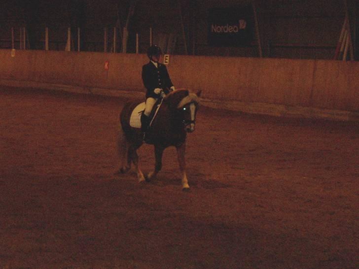Haflinger Froukje van de Oosterweg - Revsø 18/11/2006 - LC1. Froukjes første stævne - 65% billede 10