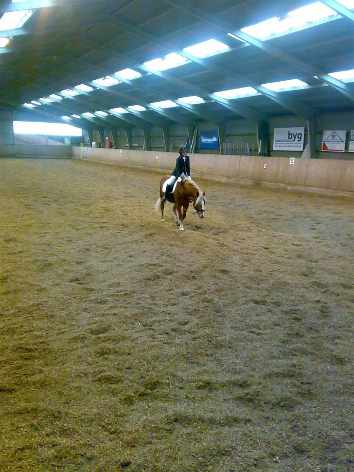 Haflinger Froukje van de Oosterweg - Revsø 25/11/2007 - LB1. Har lige afsluttet vores program, som vi vandt med 69%! billede 11