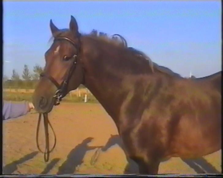 New Forest Choni er fundet !!! - CHONI 6 år billede 1