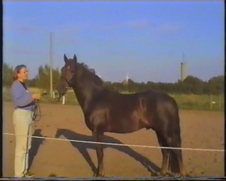 New Forest Choni er fundet !!! - Choni 6 år billede 2