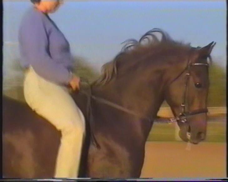 New Forest Choni er fundet !!! - Choni 6 år billede 3