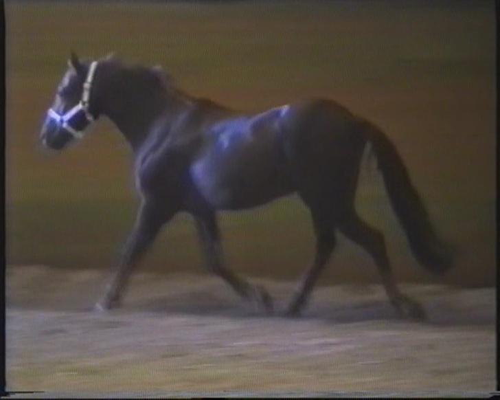 New Forest Choni er fundet !!! - Choni 6 år billede 4