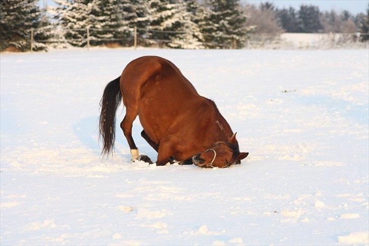 Traver Dandi R.I.P - Åhhh, det bliver godt det her :) billede 4