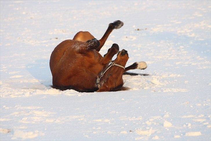 Traver Dandi R.I.P - Hvor er det godt. billede 5