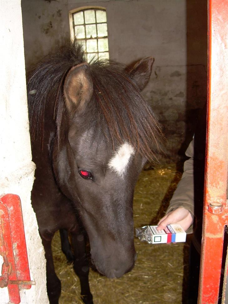 Anden særlig race Liberty/ HVIL I FRED <3 - Uuuh, hva er det????? billede 3
