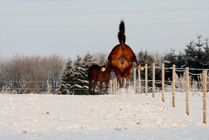 Traver Dandi R.I.P - Når enden er god ;) billede 6