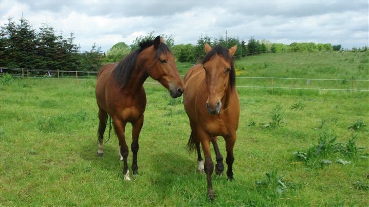 Traver Dandi R.I.P - Hvorfor skal den Bette lort alrid følge mig lige i R.... billede 7