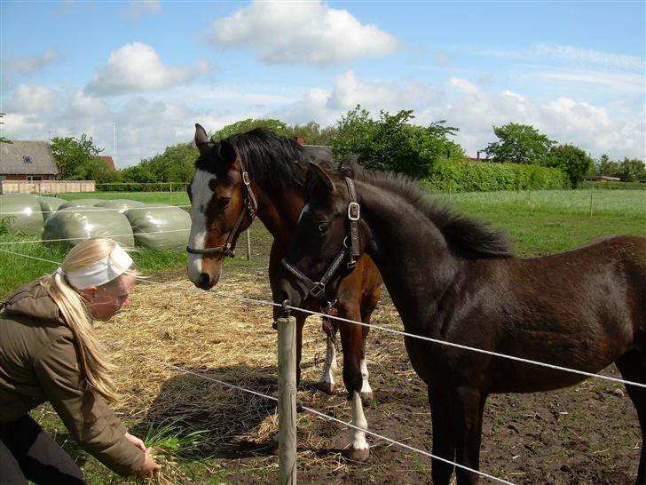 Anden særlig race Liberty/ HVIL I FRED <3 - :D Min og min foldkammerat... billede 6