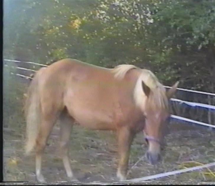 New Forest Pepsi efterlyses !!! - PEPSI billede 1