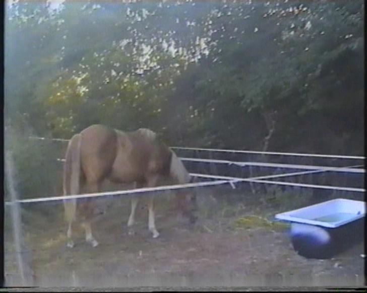 New Forest Pepsi efterlyses !!! billede 2