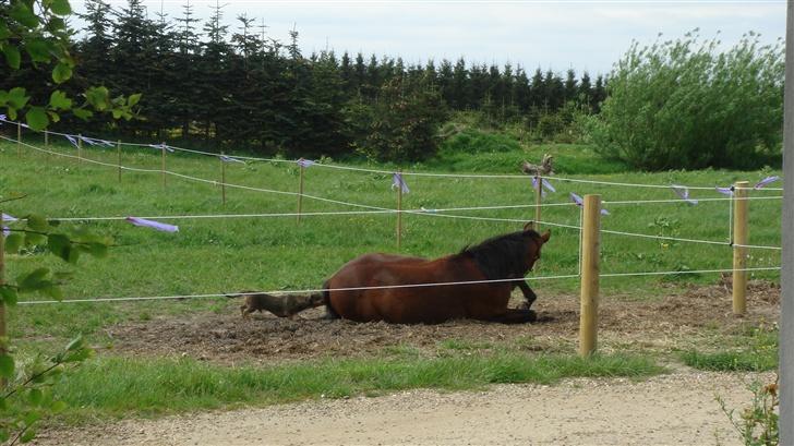 Traver Gacrux Date R.I.P - Så må jeg hellere se at rejse mig inden den lille hund napper mig bagi... billede 4