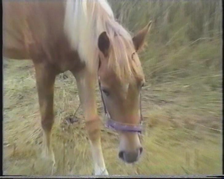 New Forest Pepsi efterlyses !!! billede 3