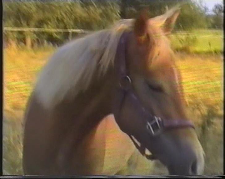 New Forest Pepsi efterlyses !!! billede 4