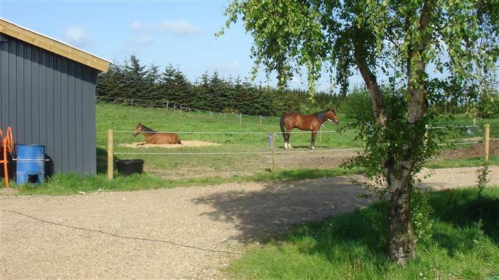 Traver Gacrux Date R.I.P - Typisk, den Gamle har taget min sandkasse. billede 5