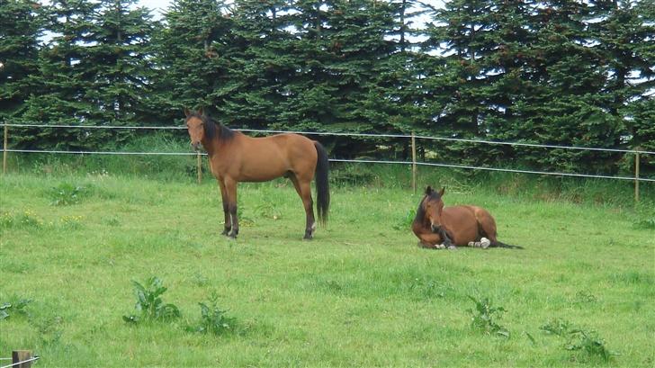 Traver Gacrux Date R.I.P - Dejligt med et bette hvil, men skulle lige kigge da mor kom. billede 6