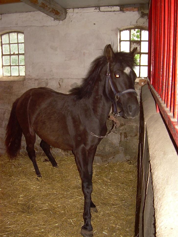 Anden særlig race Liberty/ HVIL I FRED <3 - Jeg vil oss ud nu!!!!!!!! billede 10