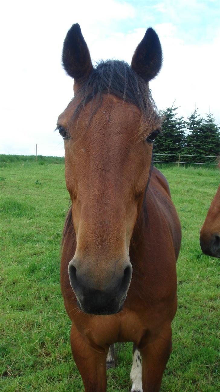 Traver Gacrux Date R.I.P - Har jeg ikke et dejligt hovede. billede 7