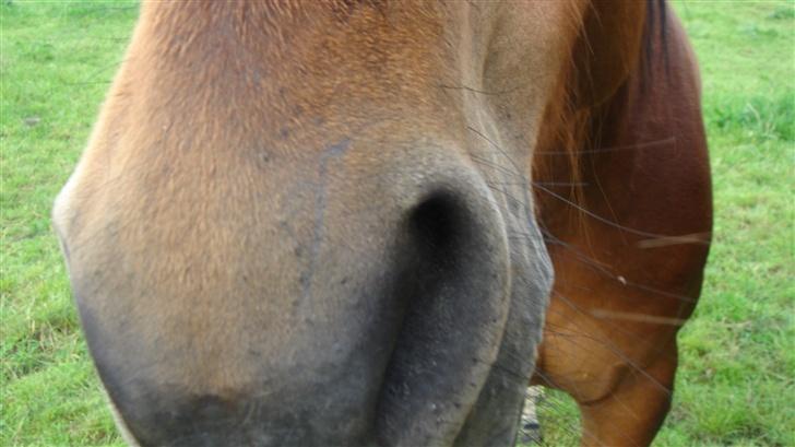 Traver Gacrux Date R.I.P - Træls ar efter et gammelt sår. Godt det kun er tydeligt tæt på.  billede 8