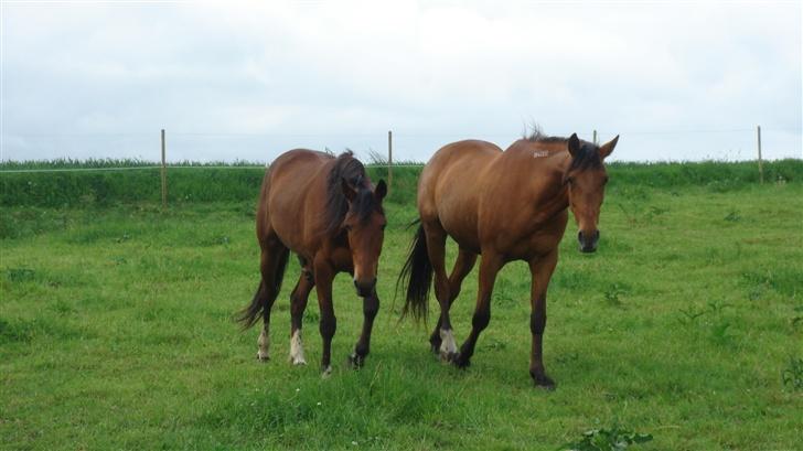 Traver Gacrux Date R.I.P - Min bedste ven, kan slet ikke undvære ham. billede 9