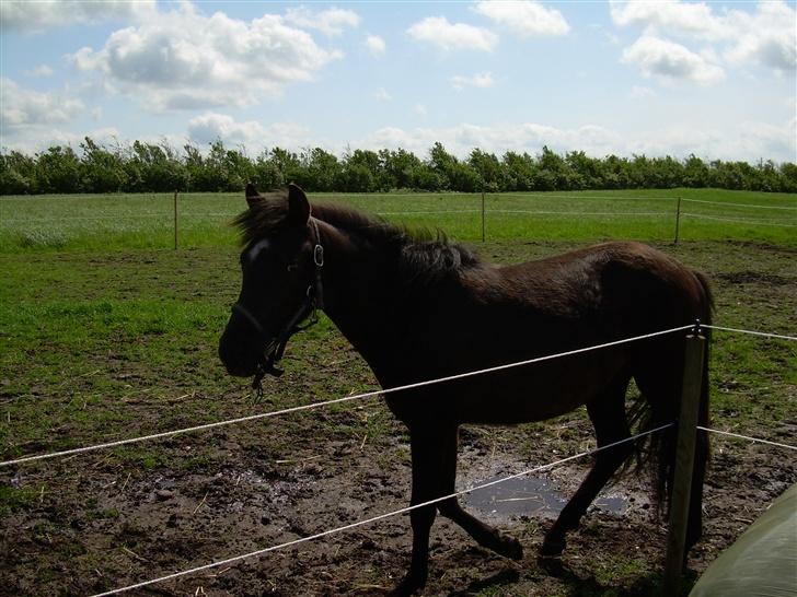 Anden særlig race Liberty/ HVIL I FRED <3 - :) billede 14