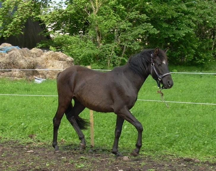 Anden særlig race Liberty/ HVIL I FRED <3 - Lækker... Især Karina (min ejer)... :) billede 15