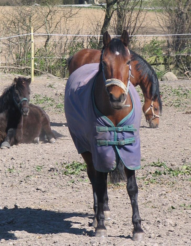 Anden særlig race Chelina - Chelina på fold.. Atli og Sascha i baggrunden:) billede 1