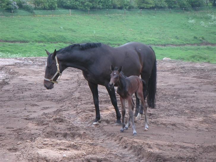 Dansk Varmblod Bramdruplund's Ronja - er han ikke bare dejlig <3 <3 <3 han skal hedde Casino Royale billede 12