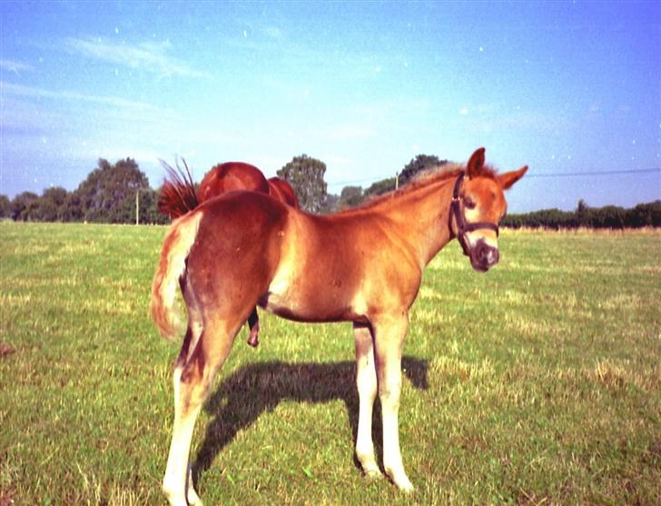 New Forest Pepsi efterlyses !!! - Pepsi ½ år gammel billede 5