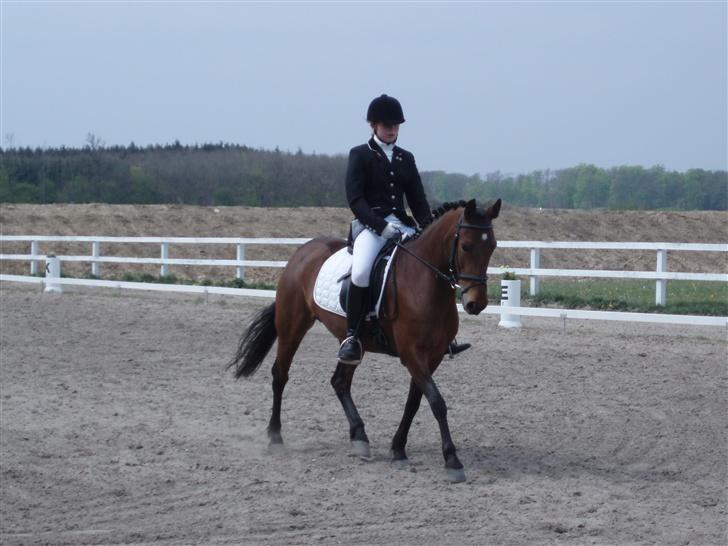 Anden særlig race Chelina - i NFRK!! billede 4