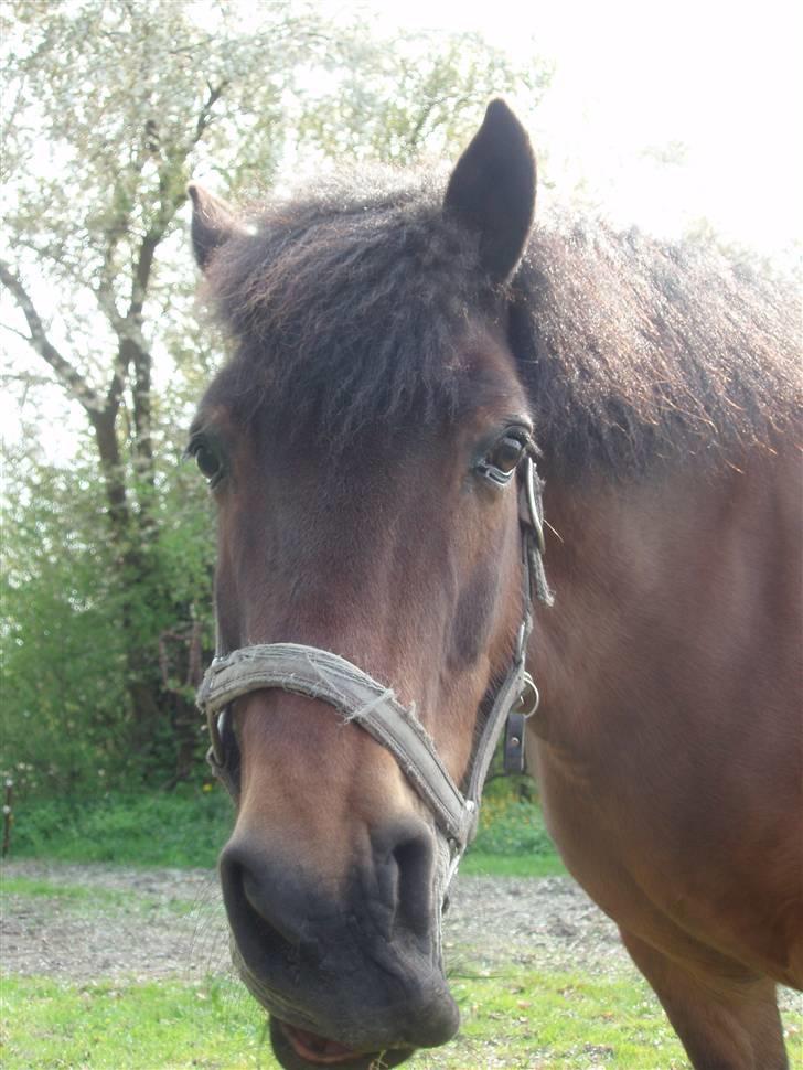 Anden særlig race Polly ¤Supermule¤ RIP - foråret 09 - se hendes mule  billede 18