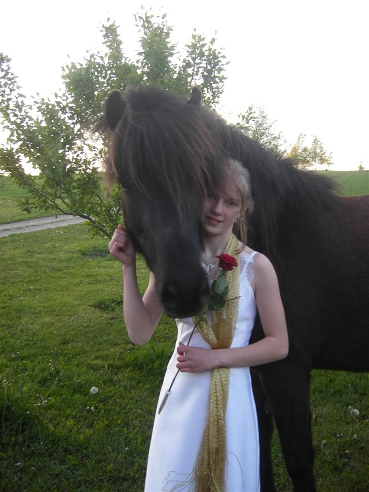 Islænder Bliða hedelund - Til min konfirmation :) billede 3