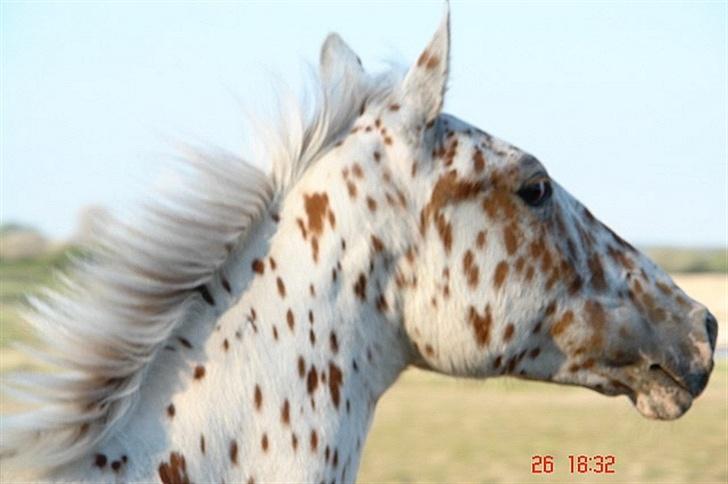 Anden særlig race lille gubban billede 12
