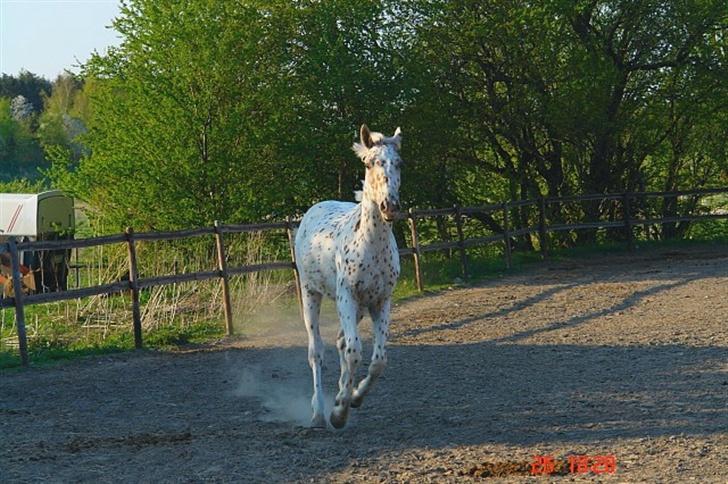 Anden særlig race lille gubban billede 13