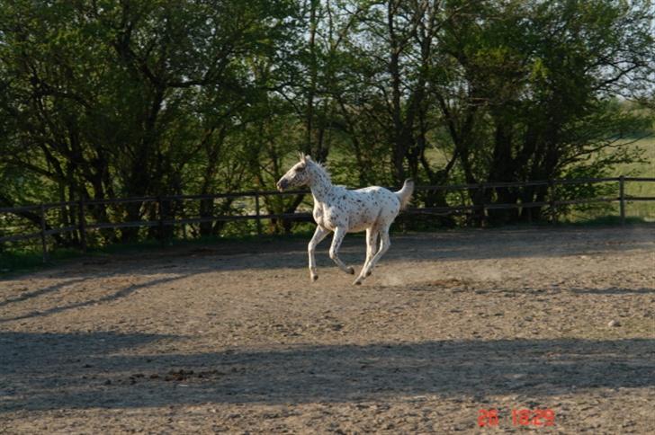 Anden særlig race lille gubban billede 14